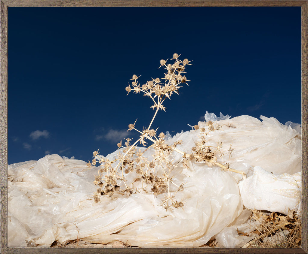 Annual Subscription 71.5 x 86 cm. The Europeans 2020 - 2030. Plastic Symbiosis | Pozo del Capitán, Spain, 2025