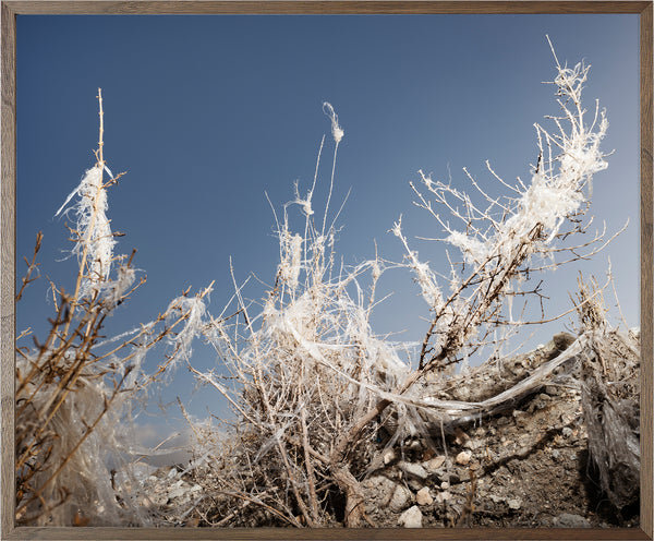 Annual Subscription 71.5 x 86 cm. The Europeans 2020 - 2030. Plastic Symbiosis | Campohermoso, Spain, 2025