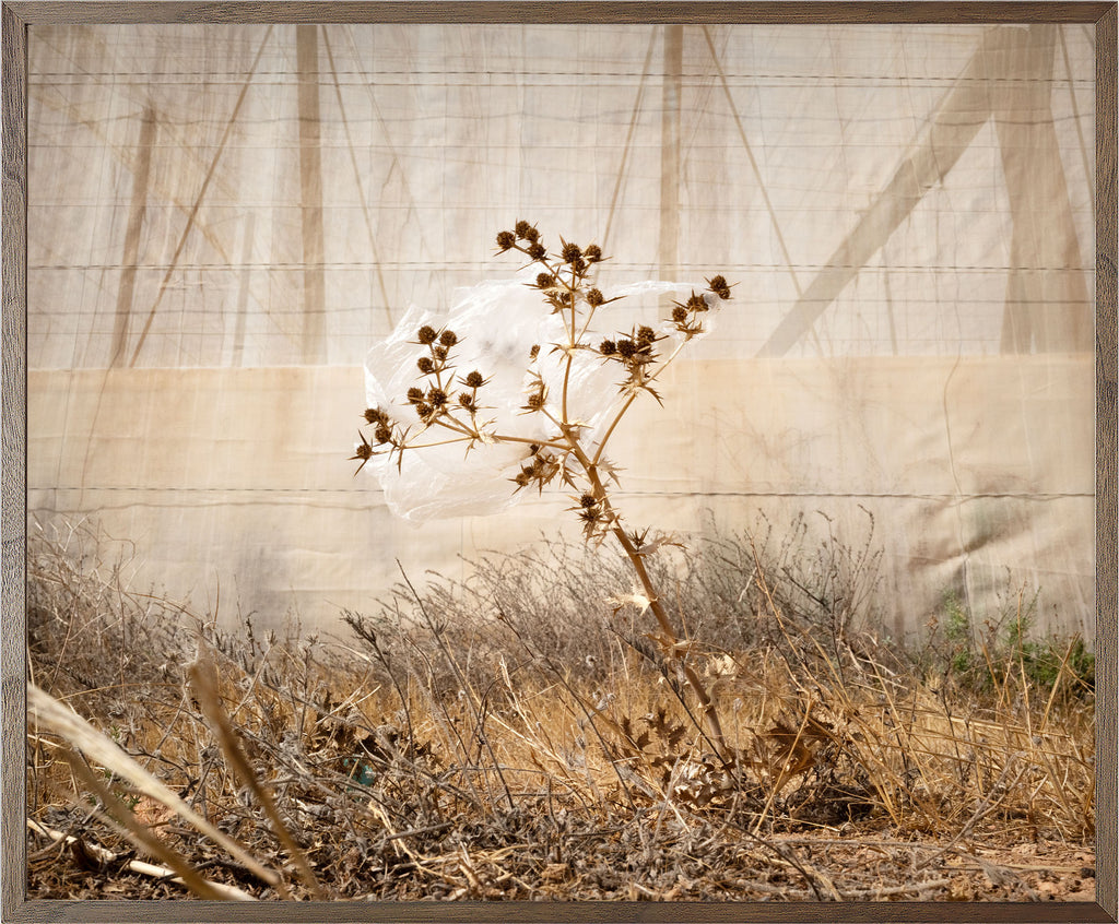 Annual Subscription 71.5 x 86 cm. The Europeans 2020 - 2030. Plastic Symbiosis | El Barranquete, Spain, 2025