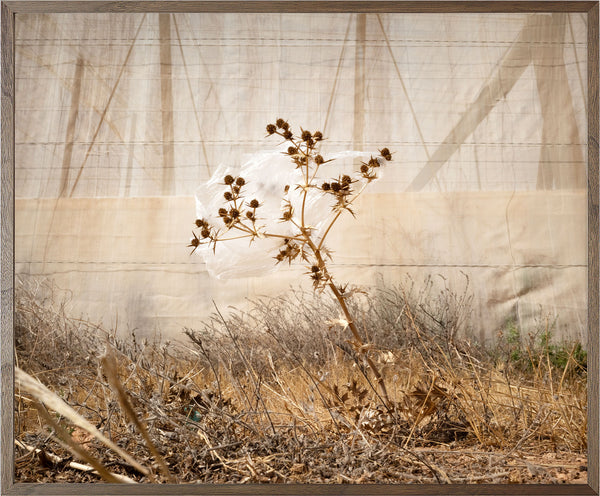 Annual Subscription 71.5 x 86 cm. The Europeans 2020 - 2030. Plastic Symbiosis | El Barranquete, Spain, 2025