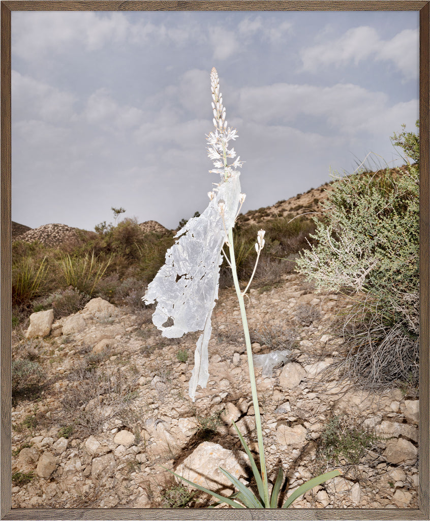Annual Subscription 71.5 x 86 cm. The Europeans 2020 - 2030. Plastic Symbiosis | Atochares, Spain, 2025