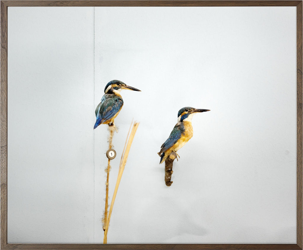 Annual Subscription 86 x 71.5 cm. The Europeans 2020 - 2030. Kingfishers
