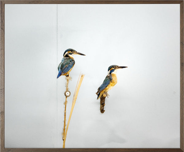 Annual Subscription 86 x 71.5 cm. The Europeans 2020 - 2030. Kingfishers